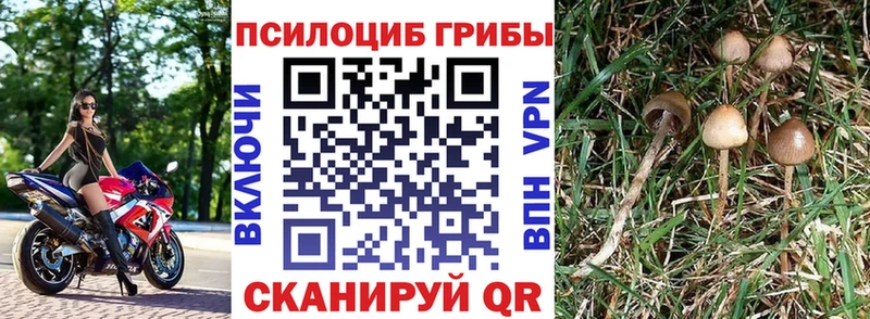 Псилоцибиновые грибы MAGIC MUSHROOMS  купить наркоту  Усть-Лабинск 